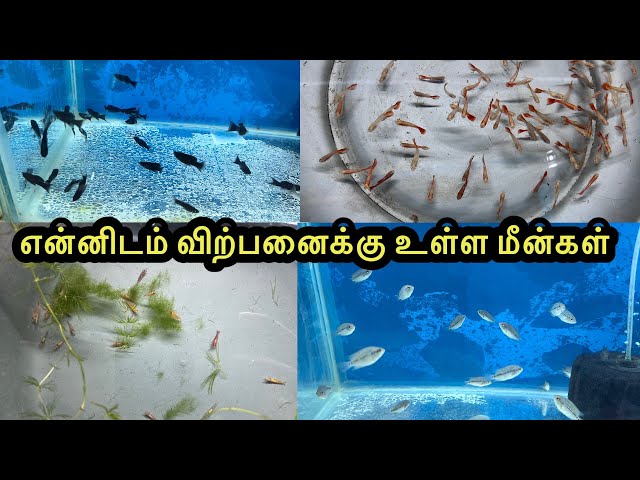 என்னிடம் விற்பனைக்கு உள்ள மீன்கள்|Erode|Guppy|All In Our Fishes|Sales |Aquarium#petslovechannel