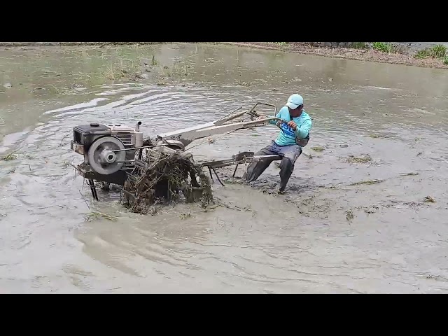 sawah yang ada di torue Sulawesi tengah