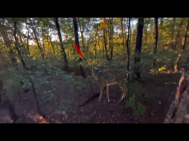 Opening week of bow season!!!!! (Kill shot)