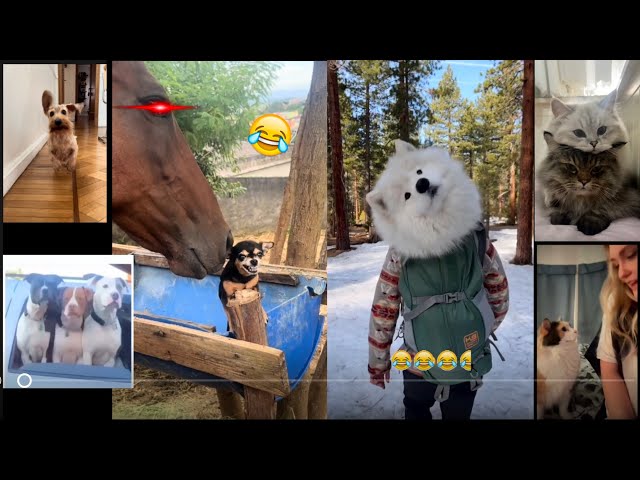 Funny dogs and cats 🐈🦮compilation🤣🤣#funny #funnyvideo #cute