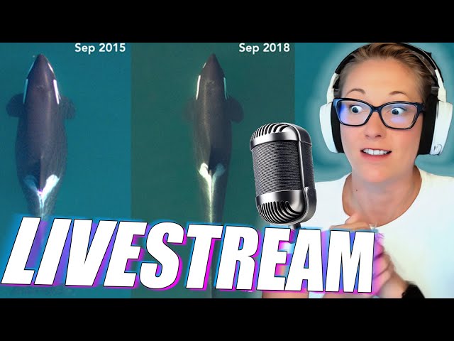 Marine Biologist LIVESTREAM! Orca, Sea Otter, and Walrus Studies