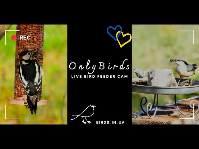 OnlyBirds: LIVE Bird Feeder Cam | Birds in UA | Ukraine