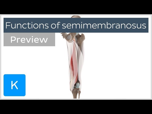 Functions of the semimembranosus muscle (preview) - Human 3D Anatomy | Kenhub