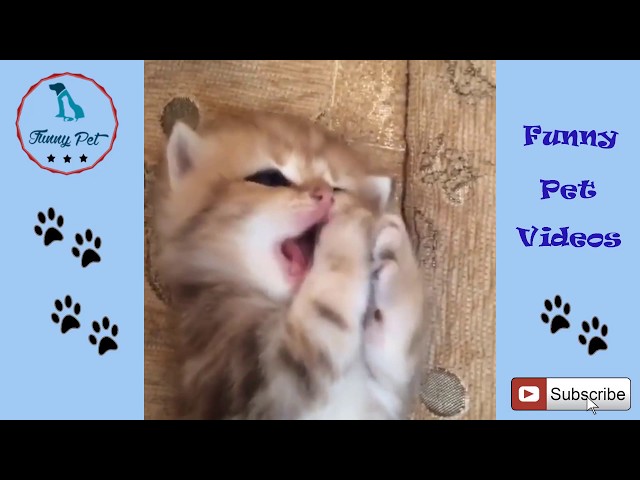 Funy Cat Cute 🔴 Cats Are Simply Funny, Clumsy And Cute Part 001