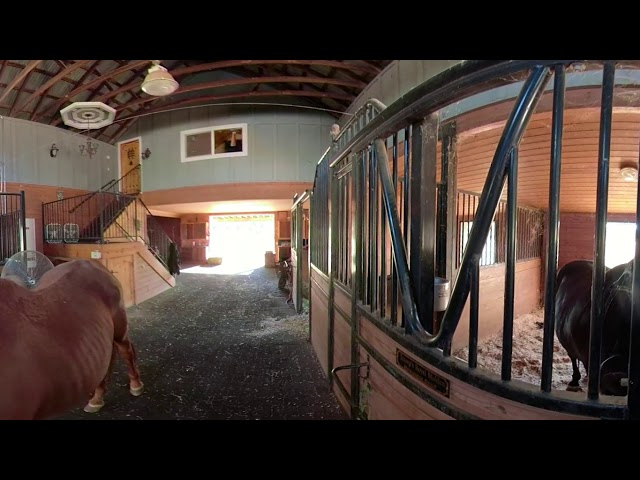 Horse hugs are great in 360 video.   move your mouse around  meet my favs...