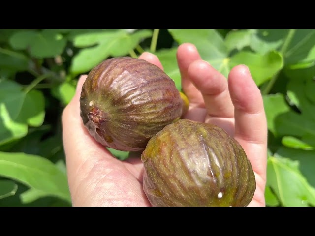 Fig harvest time is always delicious.