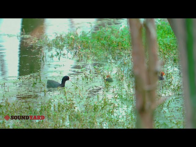 Eurasian Coot Mother Feeding Chicks - Rare Bird Parenting Moments in Nature