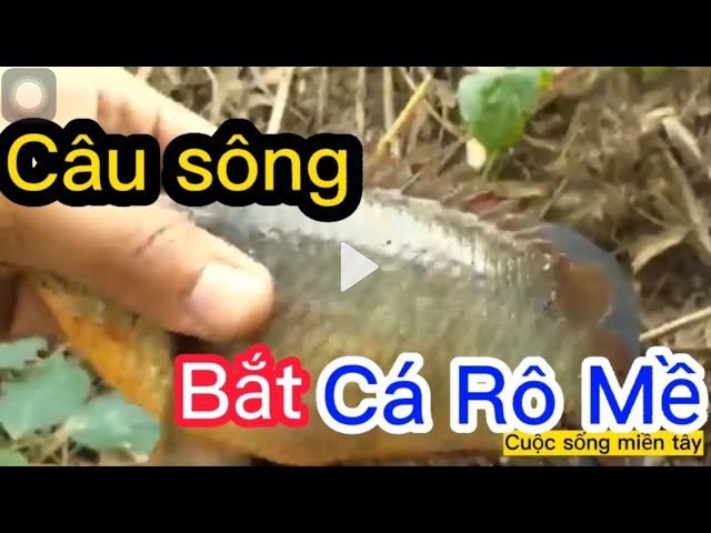 Câu cá rô  mùa nước nổi|Cá rô mề khủng|Cuộc sống miền tây