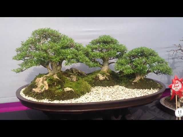 Bonsai Exhibition