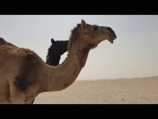 Camel Encounter at Al Kharsaa #Shorts