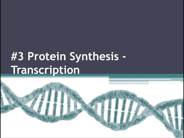 #3 Protein Synthesis - Transcription