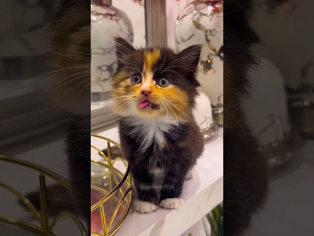 This "meow" is the sweetest gift I received today.#cat  #catlover #funny #funnyvideos #foryou #cats