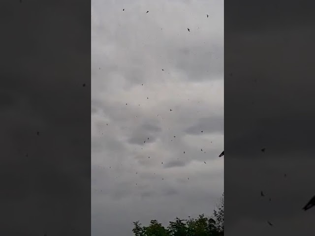 panen sarang,, burung walet keluar kandang