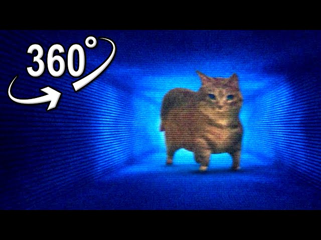 shake it? OIIAOIIA CAT | VR 360°