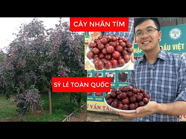 CÂY NHÃN TÍM Qủa To, Mã Đẹp, Mọng Nước, Hoa Qủa Ra Quanh Năm | Đt/Zalo 0968.750.386 | 092.391.6866