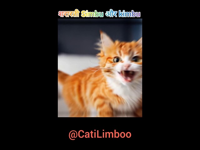 Simbu The Frightened Cat Become Brave 😱 l Untold l बिल्ली की कहानी l Cat Lion #livestream