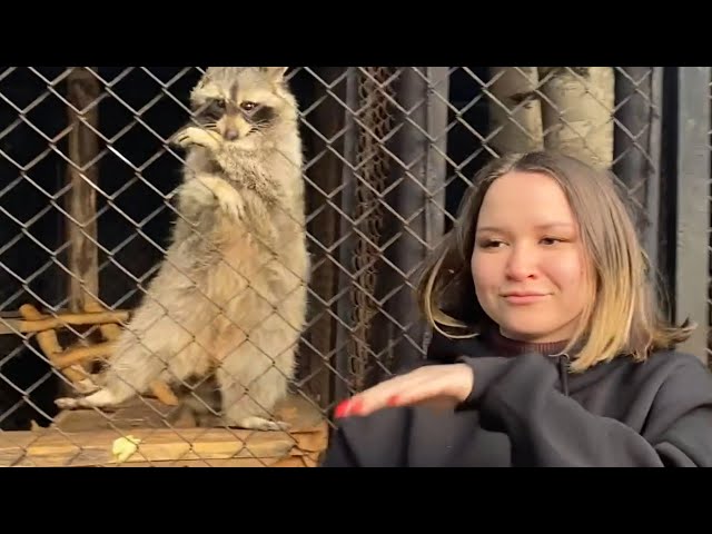 Woman Dances With Raccoon at the Zoo