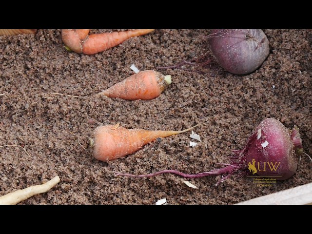 Storing Vegetables | From the Ground Up