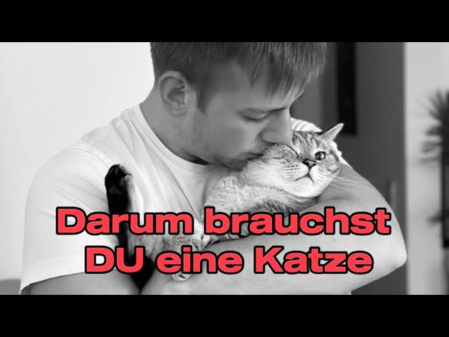 Gründe, warum DU eine Katze brauchst! CatInfo