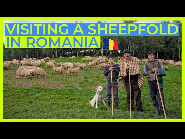 This is Why I Travel - Visiting a Romanian Sheepfold 🇷🇴