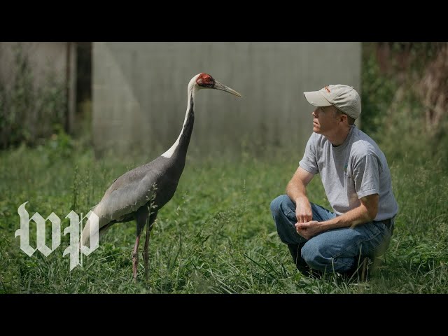 The crane that fell for her keeper