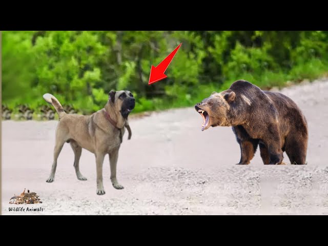 Bear attacks Kangal.. instantly regrets it!