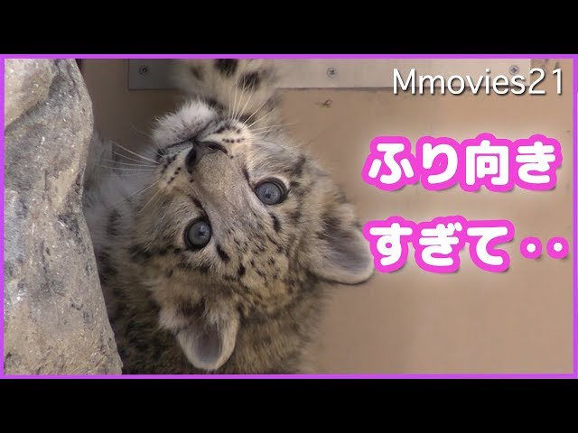 ひとり遊びしてる姿が可愛すぎるユキヒョウの赤ちゃん Snow Leopard cub