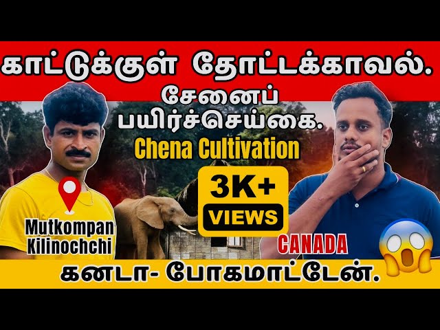 Canada 🇨🇦 போகமாட்டேன் | தோட்டக்காவல் நிம்மதி வாழ்கை | Chena cultivation in Srilanka🇱🇰| Canada visa.