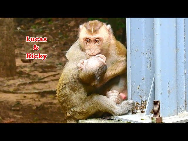 Great, Lucas so enjoy with his new friend Ricky, cute baby Lucas chewing food happily