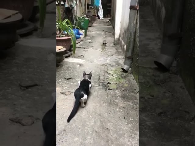 Cat Hunting Skill