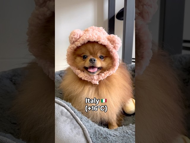 Dov’è la mia copertina?🥶pomeranian#puppy#pomeranians #happy #cute #pom #love#funny #video#love#fyp