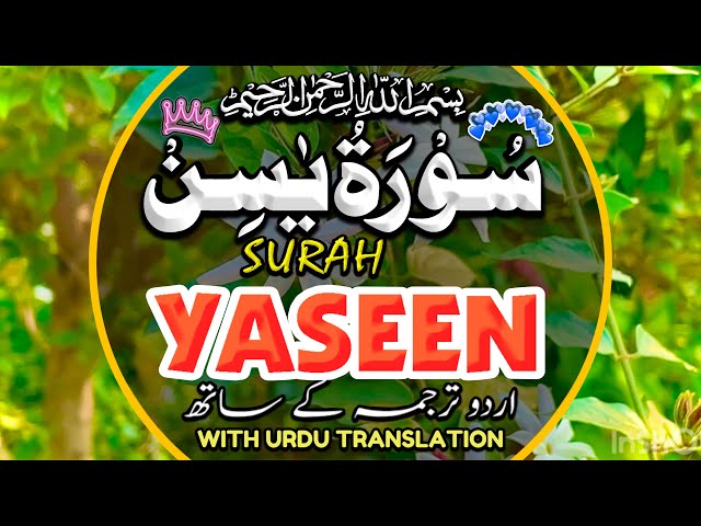 Surah Yasin (Yaseen) | Quran Beautiful Voice | Most Beautiful reaction Surah سورۃ یس #surahyaseen