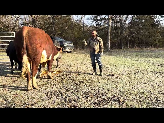 Rufus’s line of sight is pretty impressive. #rufusthebull