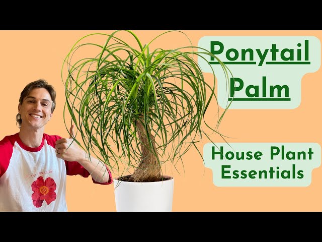 Ponytail Palm Plant Care - How to Grow Beaucarnea Successfully - Low Maintenance