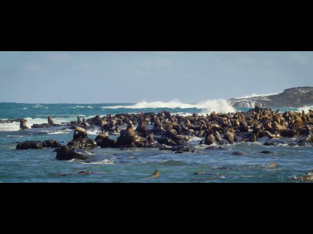 Wild Oceans EcoBoat to Seal Rocks