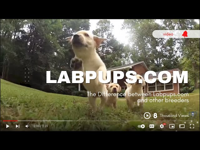 LABPUPS.COM Raises The Best Quality #labradorretriever #puppies