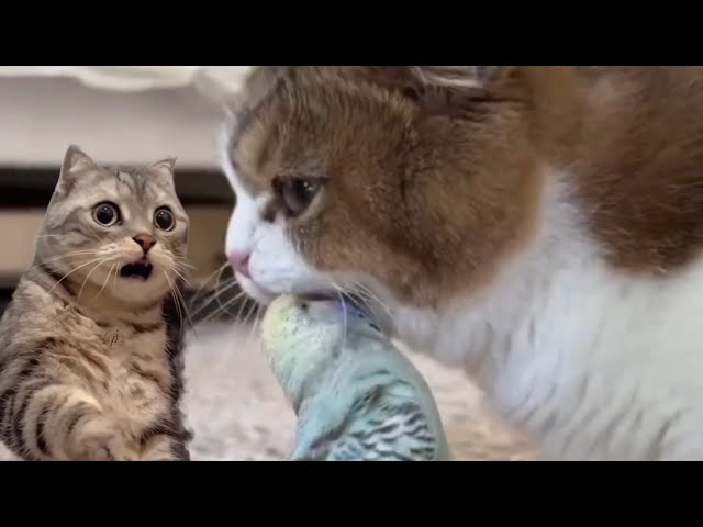 Funny Cats - Hilarious Cat Mishaps: Watch These Funny Animal Moments