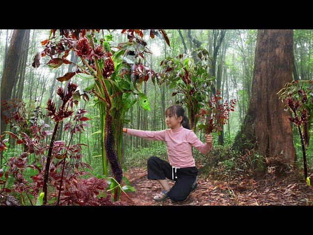 Poor girl survives in the wild forest, picks dangerous thorny vegetables for cooking | Poor Girl +