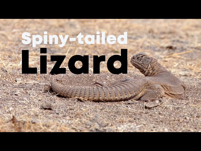 Spiny tailed lizard (Saara hardwickii) | 4K | Near Nalsarovar, Gujarat, India