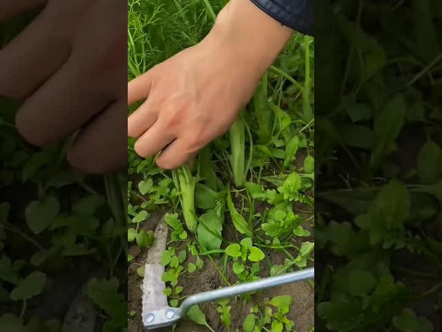 The simple and proper process of cutting vegetables