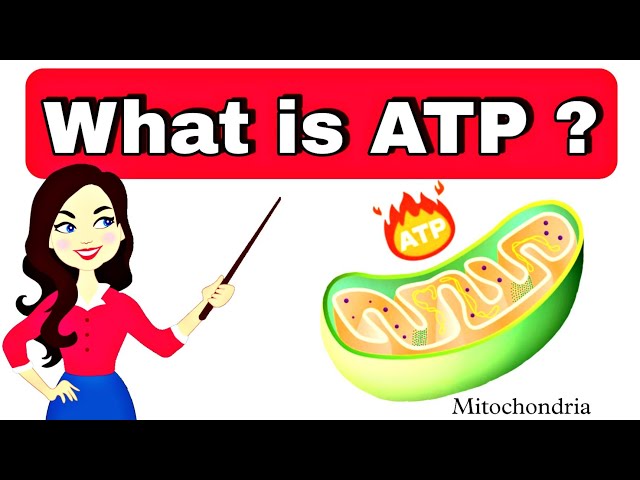 what is atp in biology in hindi | Full form of atp