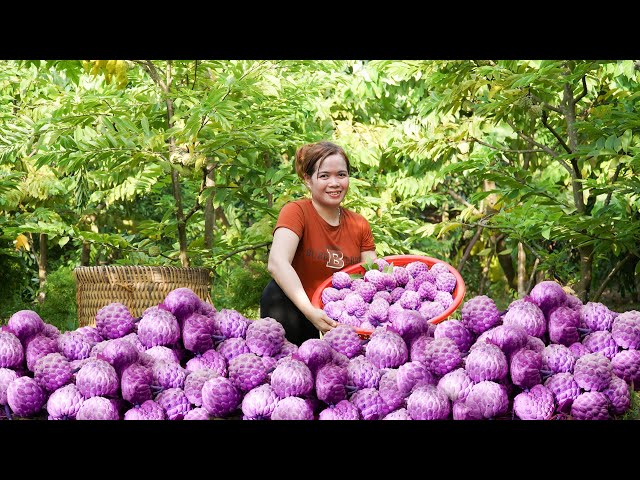 Harvesting Mutant Custard Apples: Sky-High Value When Sold On The Market! | Lý Tiểu Hương