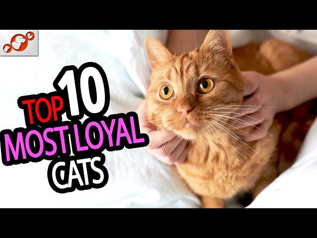 🐈 Most Loyal Cats - TOP 10 Most Loyal Cat Breeds In The World!