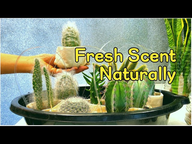 Self-watering LIttle Cactus For Low Maintenance And Fresh Scent Naturally!