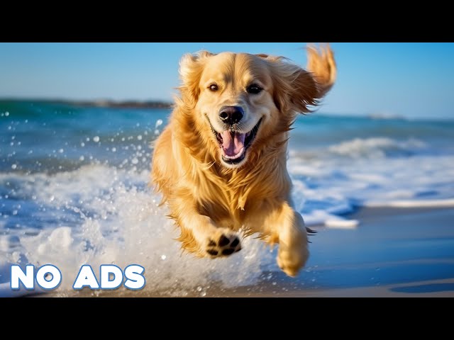 12 Hours Anti Anxiety Music for Dogs 🐶 Stress Relief Music For Dogs ♬ Calming Music For Dogs