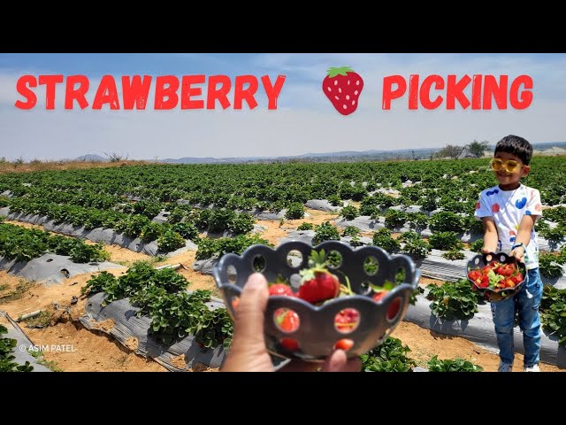 🍓Strawberry Picking at Bangalore 👨‍🌾