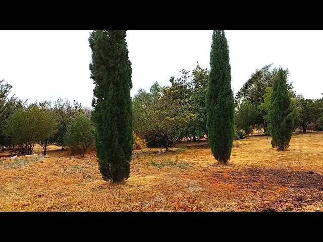 Rainforest sounds,🌧  rain and birds sounds for sleep, study and meditation