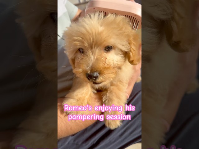 Spa day #puppy #maltepoo #cutepet #instagram #yshort #youtubeshort #cutepuppy #puppyvideos #funny