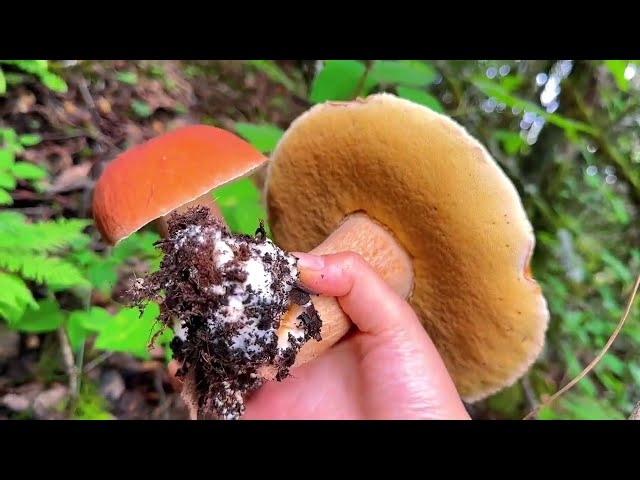 沉浸式采摘蘑菇，Immersive mushroom picking#picking#fruit#vegetable#rural life#mushroom #satisfying