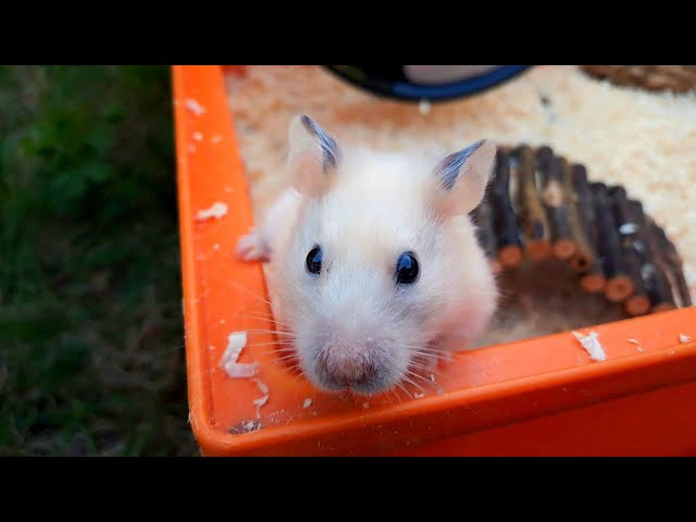 Хомяк ПЕРЕСЕЛЯЕТСЯ в НОВУЮ КЛЕТКУ! NEW house for hamster!